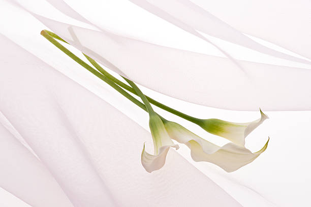 istock Bunch of flowers 626589046
