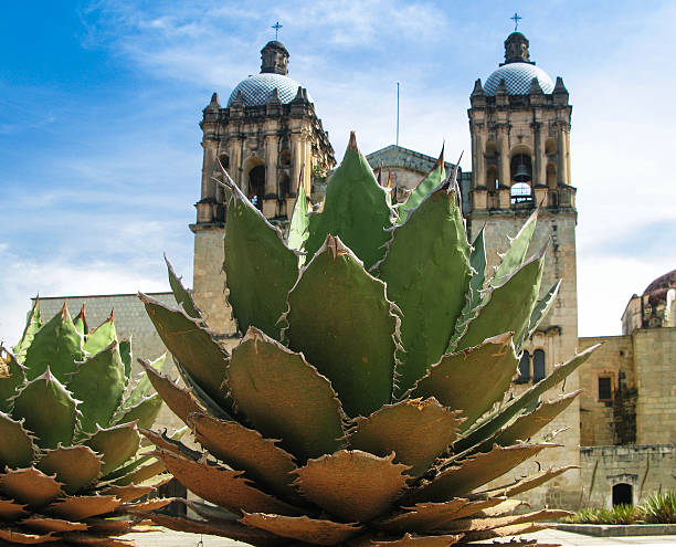 istock View to Oaxaca cathedral with agave plant Mexico 626589750