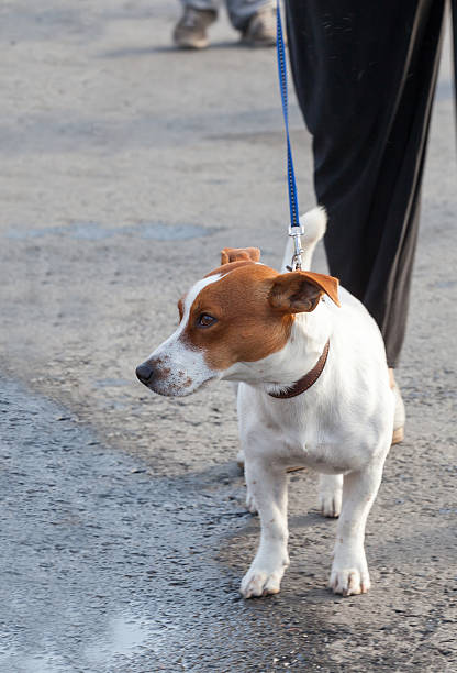 istock the dog going with owner 626589860