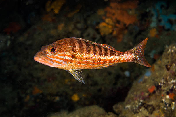 serranus cabrilla gaper coral aislado costa brava - serranus cabrilla fotografías e imágenes de stock