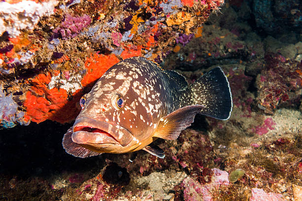istock mero grouper illes medes costa brava spain fish 626590140