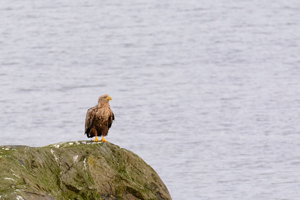 istock White-tailed eagle sitting on a rock in a Fjord 626590446