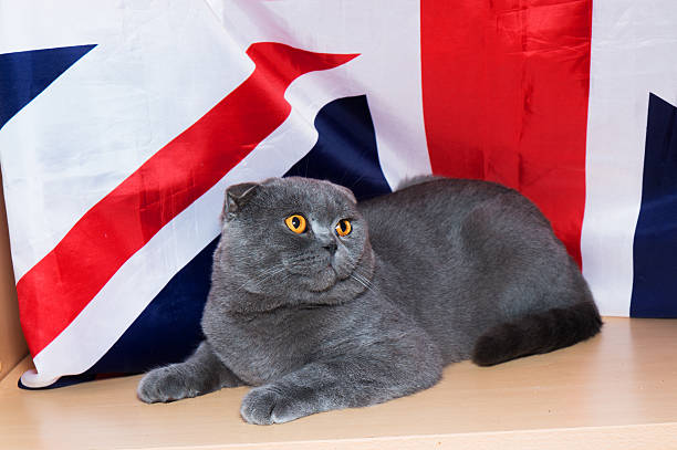 istock kitten of British breed 626590618