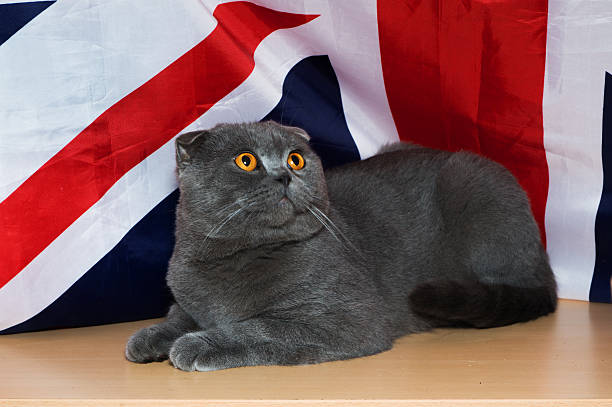 istock kitten of British breed 626590744