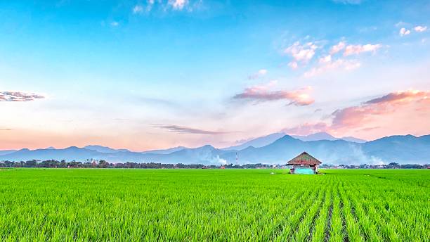 muito vasto, campo de arroz espaçoso, streched no horizonte - streched out - fotografias e filmes do acervo