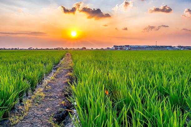 campo de arroz muito vasto, estressado no horizonte - streched out - fotografias e filmes do acervo