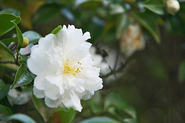 istock Flower of the sasanqua 626591348