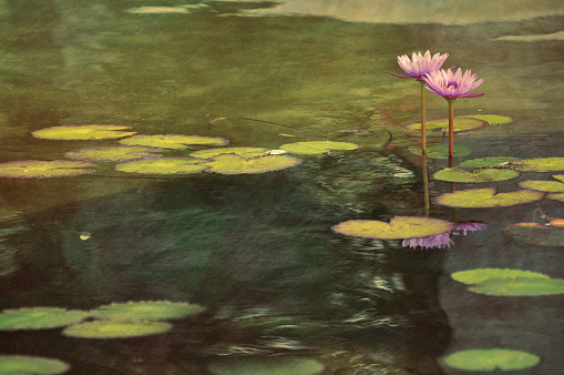 Digital art, paint effect, Pink water lily grow in the garden pond