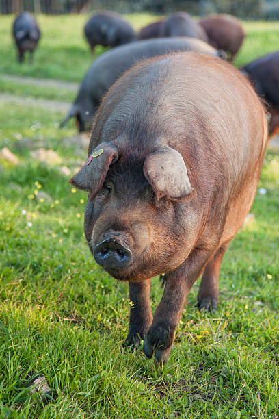istock Iberian pigs in the meadon 626592788