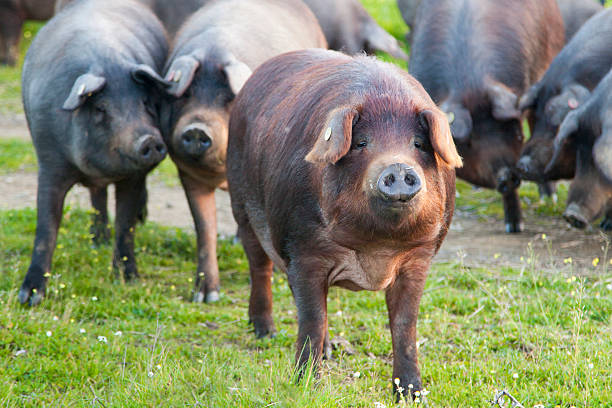 istock Iberian pigs in the meadon 626592898