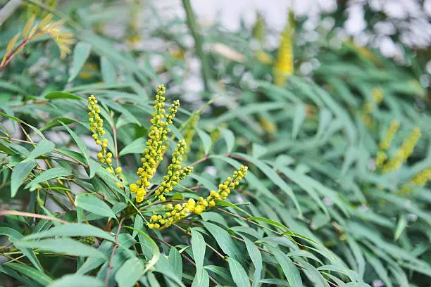 Nari Hira Mahonia japonica