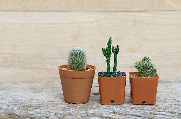 istock Cactus Plants on Wood Background 626593750