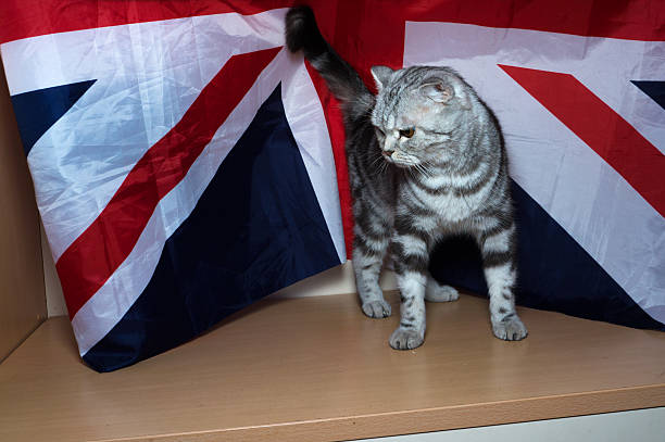 istock kitten of British breed 626593754