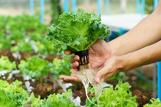 野菜水栽培 - hydroponics ストックフォトと画像