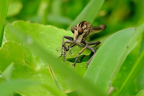 istock Robber flies catch damselfly as prey 626603056