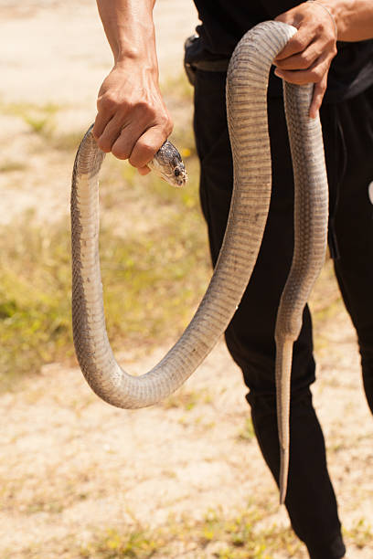 istock Cobra snake in natural habitats 626603378