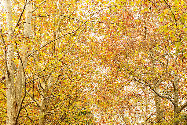 Platanus of autumn. Plane tree. Sycamore. The trees of park in Tokyo. The landscape of the autumn city