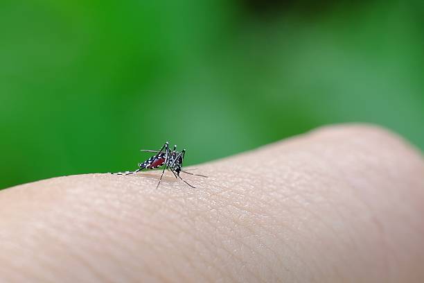 istock Little mosquito bitting human's skin 626603570