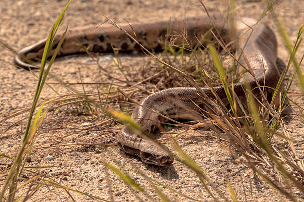 istock Cobra snake in natural habitats 626604104