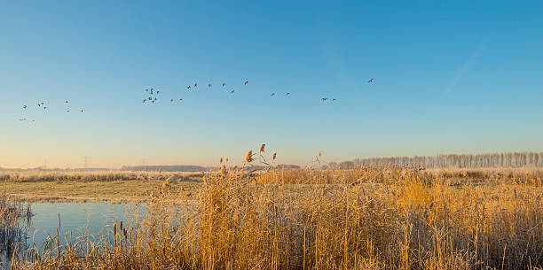 istock Birds flying in sunlight in a blue sky 626604218
