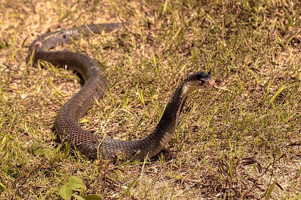 istock Cobra snake in natural habitats 626604758