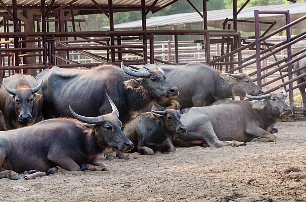 Herd of thai buffalo in the farm. stock photo