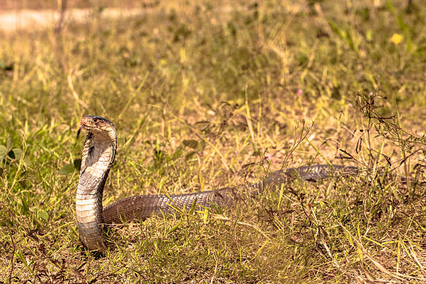istock Cobra snake in natural habitats 626604918