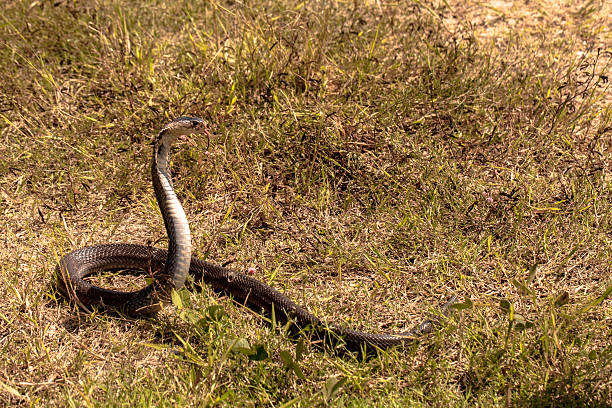 istock Cobra snake in natural habitats 626605124