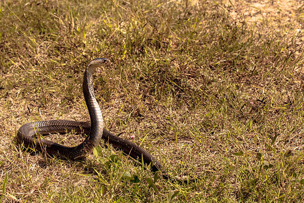 istock Cobra snake in natural habitats 626605290