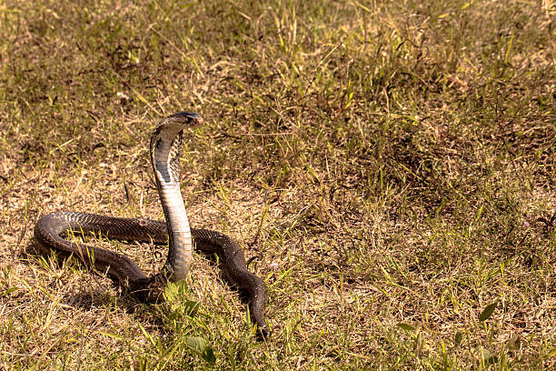 istock Cobra snake in natural habitats 626605450