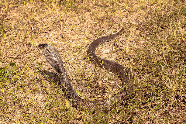 istock Cobra snake in natural habitats 626605916