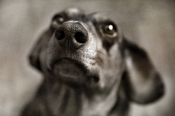 istock Digital art, textured composition, Close up portrait Dachshund dogs 626606002