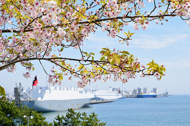 istock Cherry blossoms and the harbor. 626606318
