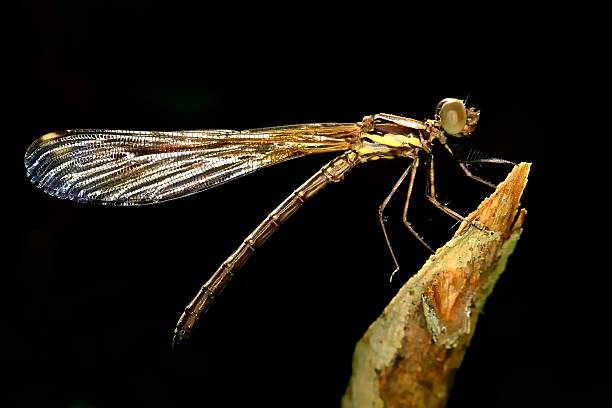 istock Sharp sideview images of brown damselfly 626607216