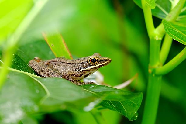 istock Macro photo of  small frog 626607262