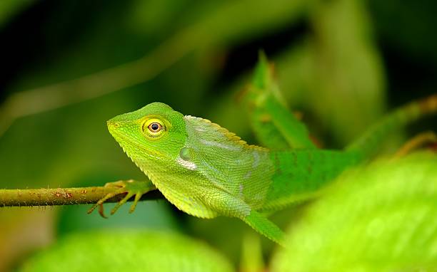 istock Bronchocela Jubata In The Wild 626607476