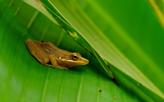 A little brown frog hiding in green banana tree leaf, where it will feel more secure than in open area