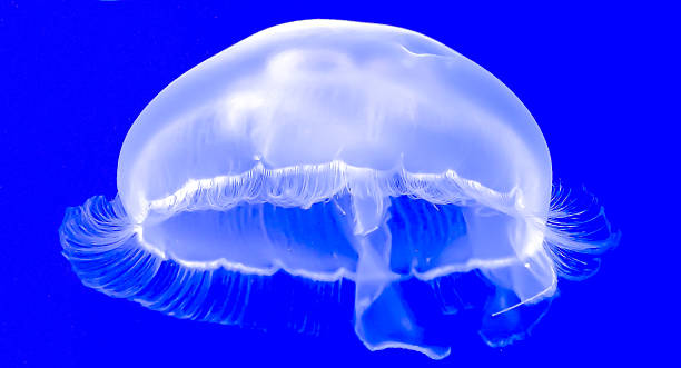 istock Blurred image of a beautiful jellyfish in a blue background 626608940