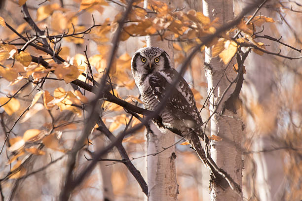 istock hawk owl sitting on a branch in the forest sunny 626609344