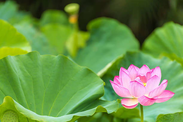 istock The Lotus Flower 626610304