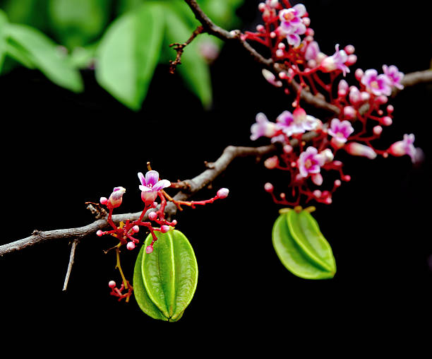 istock Star apple fruit hanging with flower over black background 626610756