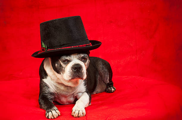 istock Boston terrier dog with Christmas disguise 626611518