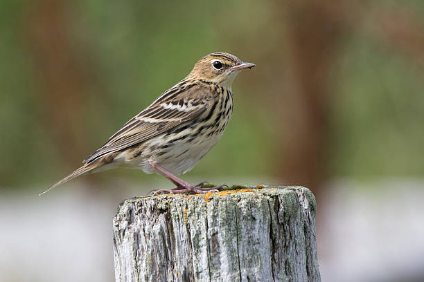 istock Siberian Pipit sitting on a wooden post summer day 626611596