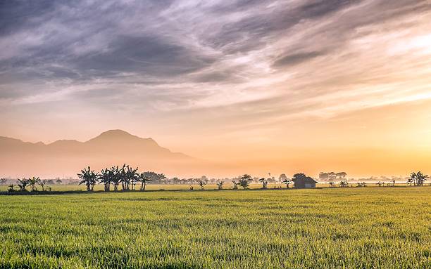 istock very vast, broad rice field, streched into the horizon. 626616642