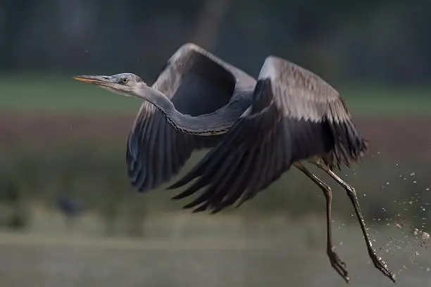 Grey heron  taking of.
