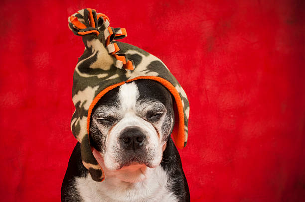 istock Boston terrier dog with camo hat 626617316