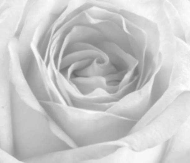 istock blur photo of pink rose 626618062