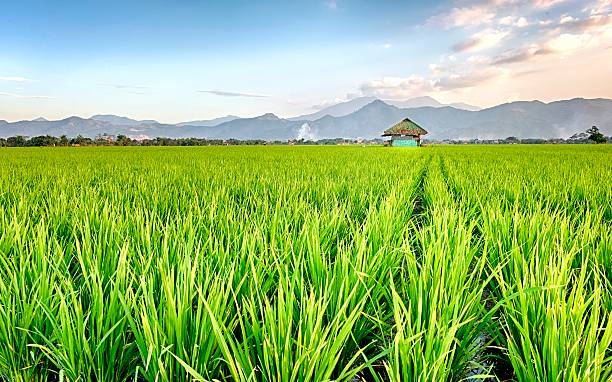 muito vasto, amplo, campo de arroz, estressado no horizonte - streched out - fotografias e filmes do acervo