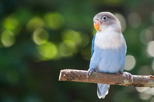 Blue lovebird standing on the tree in garden on blurred bokeh background