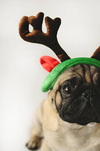 istock Pug portrait in funny Christmas costume 626619252